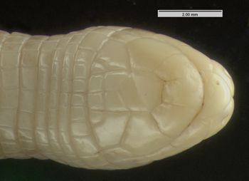 Media type: image; Herpetology R-133185